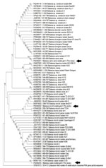 Phylogenetic analysis of the Babesia spp. in study of 3 cases of human babesiosis, Italy, 2017–2020. 18S ribosomal RNA gene sequences were amplified from the 3 clinical isolates from Italy. Arrows indicate the Babesia isolates from the 3 patients. Tree was inferred by using the maximum-likelihood method with 1,000 bootstrap replicates. Tree with the highest log likelihood (−3,487.14) is shown. Bootstrap values (cutoff at 80%) are indicated at specific branch nodes. 18S ribosomal RNA gene (partial) from Cytauxzoon felis protozoan parasite was used as the outlier. Tree not drawn to scale.
