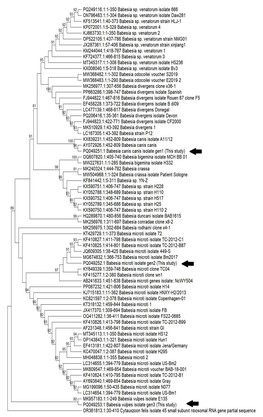 Phylogenetic analysis of the Babesia spp. in study of 3 cases of human babesiosis, Italy, 2017–2020. 18S ribosomal RNA gene sequences were amplified from the 3 clinical isolates from Italy. Arrows indicate the Babesia isolates from the 3 patients. Tree was inferred by using the maximum-likelihood method with 1,000 bootstrap replicates. Tree with the highest log likelihood (−3,487.14) is shown. Bootstrap values (cutoff at 80%) are indicated at specific branch nodes. 18S ribosomal RNA gene (partial) from Cytauxzoon felis protozoan parasite was used as the outlier. Tree not drawn to scale.