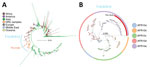 Phylogenetic analysis of Vibrio cholerae strains in study of V. cholerae transmission and effectiveness of single-dose killed oral cholera vaccine, DRC. Maximum-likelihood phylogenetic trees were prepared to compare V. cholerae seventh pandemic El Tor (7PET) isolates. A) Globally representative phylogeny of 1,428 7PET strains; 5 representative isolates from this study (red) were placed within the larger context of those 7PET strains. Tree was rooted on the A6 strain. Branch colors indicate geographic origin of the strain. B) Phylogeny of the T10/AFR10 lineage of V. cholerae. Colors indicate different V. cholerae lineages. Representative isolates from this study (n = 46; red) were placed within the context of 221 T10/AFR10 lineage strains. Tree was rooted on the reference strain N16961. Scale bars indicate nucleotide substitutions per site. DRC, Democratic Republic of the Congo.