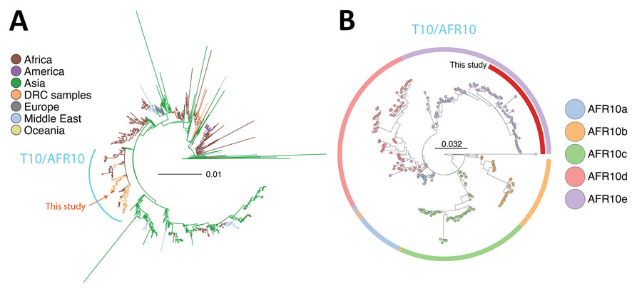 Phylogenetic analysis of Vibrio cholerae strains in study of V. cholerae transmission and effectiveness of single-dose killed oral cholera vaccine, DRC. Maximum-likelihood phylogenetic trees were prepared to compare V. cholerae seventh pandemic El Tor (7PET) isolates. A) Globally representative phylogeny of 1,428 7PET strains; 5 representative isolates from this study (red) were placed within the larger context of those 7PET strains. Tree was rooted on the A6 strain. Branch colors indicate geographic origin of the strain. B) Phylogeny of the T10/AFR10 lineage of V. cholerae. Colors indicate different V. cholerae lineages. Representative isolates from this study (n = 46; red) were placed within the context of 221 T10/AFR10 lineage strains. Tree was rooted on the reference strain N16961. Scale bars indicate nucleotide substitutions per site. DRC, Democratic Republic of the Congo.