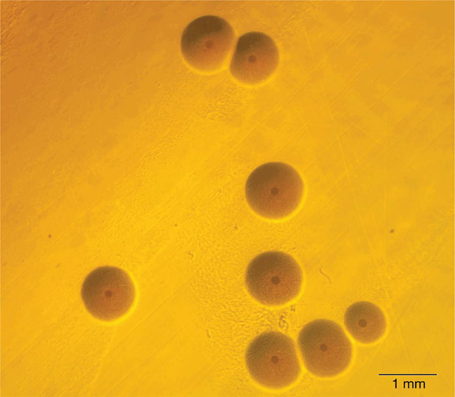 Mycoplasma phocimorsus. Copyright ©2023 International Journal of Systematic and Evolutionary Microbiology. Used with permission.