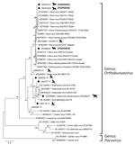 Phylogenetic analysis of Orthobunyavirus S segments in study of reassortants in fatal neurologic case in horse and Culicoides biting midges, South Africa. Tree shows phylogenetic analysis of positive animal cases and Culicoides pools for the S segment of sequences from South Africa (black dots) relative to orthobunyavirus reference strains available in GenBank within the Simbu serogroup. Tree was constructed in MEGA X (https://www.megasoftware.net) by using the Tamura 3-parameter model. Bootstrap values from 1,000 replicates are shown at each node. Pacuvirus genus was included as an outgroup to root the tree. Bolded accession numbers in parentheses indicate sequences from this study that were submitted to GenBank. Scale bar indicates nucleotide substitutions per site.