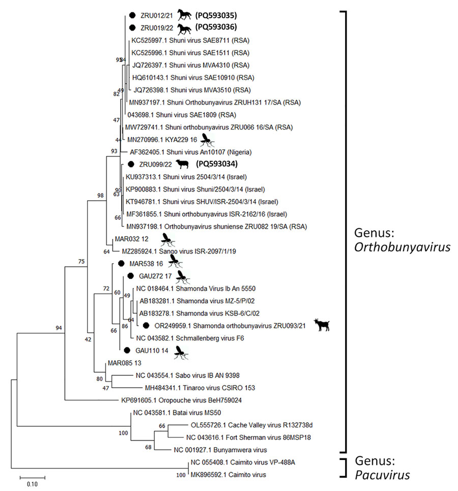 Phylogenetic analysis of Orthobunyavirus S segments in study of reassortants in fatal neurologic case in horse and Culicoides biting midges, South Africa. Tree shows phylogenetic analysis of positive animal cases and Culicoides pools for the S segment of sequences from South Africa (black dots) relative to orthobunyavirus reference strains available in GenBank within the Simbu serogroup. Tree was constructed in MEGA X (https://www.megasoftware.net) by using the Tamura 3-parameter model. Bootstrap values from 1,000 replicates are shown at each node. Pacuvirus genus was included as an outgroup to root the tree. Bolded accession numbers in parentheses indicate sequences from this study that were submitted to GenBank. Scale bar indicates nucleotide substitutions per site.