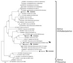 Phylogenetic analysis of Orthobunyavirus M segments in study of reassortants in fatal neurologic case in horse and Culicoides biting midges, South Africa. Tree shows phylogenetic analysis of the positive animal cases and Culicoides pools for the M segment of sequences from South Africa (black dots) relative to orthobunyavirus reference strains available in GenBank within the Simbu serogroup. Tree was constructed in MEGA X (https://www.megasoftware.net) by using the Hasegawa-Kishino-Yano model. Bootstrap values from 1,000 replicates are shown at each node. Pacuvirus genus was included as an outgroup to root the tree. Bolded accession numbers in parentheses indicate sequences from this study that were submitted to GenBank. Scale bar indicates nucleotide substitutions per site.