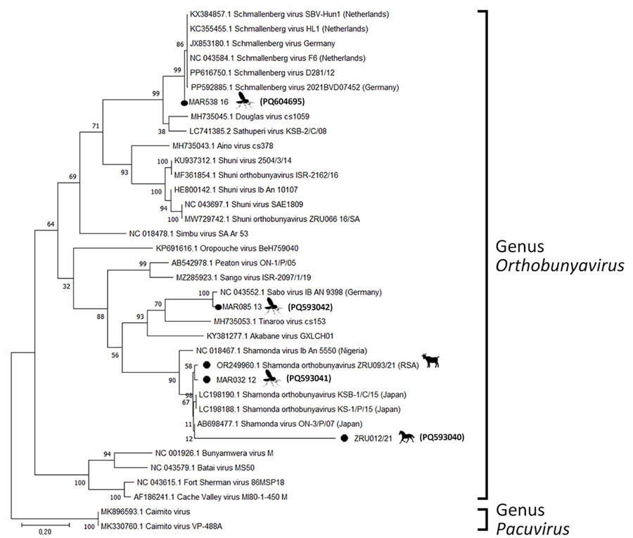 Phylogenetic analysis of Orthobunyavirus M segments in study of reassortants in fatal neurologic case in horse and Culicoides biting midges, South Africa. Tree shows phylogenetic analysis of the positive animal cases and Culicoides pools for the M segment of sequences from South Africa (black dots) relative to orthobunyavirus reference strains available in GenBank within the Simbu serogroup. Tree was constructed in MEGA X (https://www.megasoftware.net) by using the Hasegawa-Kishino-Yano model. Bootstrap values from 1,000 replicates are shown at each node. Pacuvirus genus was included as an outgroup to root the tree. Bolded accession numbers in parentheses indicate sequences from this study that were submitted to GenBank. Scale bar indicates nucleotide substitutions per site.