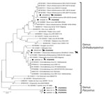 Phylogenetic analysis of Orthobunyavirus L segments in study of reassortants in fatal neurologic case in horse and Culicoides biting midges, South Africa. Tree shows phylogenetic analysis of the positive animal cases and Culicoides pools for the L segment of sequences from South Africa (black dots) relative to orthobunyavirus reference strains available in GenBank within the Simbu serogroup. Tree was constructed in MEGA X (https://www.megasoftware.net) by using the Tamura-Nei model. Bootstrap values from 1,000 replicates are shown at each node. Pacuvirus genus was included as an outgroup to root the tree. Bolded accession numbers in parentheses indicate sequences from this study that were submitted to GenBank. Scale bar indicates nucleotide substitutions per site.