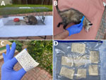 Trapping and flea collection in a study of use of oral flea preventive to control Rickettsia typhi–infected fleas on reservoir opossums, Galveston, Texas, USA, 2023–2024. A) Trapped opossum; B) anesthetized opossum being combed for fleas; C) masking tape displaying collected fleas; D) sealable plastic bag containing fleas from a single opossum. To determine the effectiveness of spinosad (Elanco, https://farmanimal.elanco.com) as a flea-killing agent on opossums, cage traps were baited with canned cat food mixed with a crushed 270-mg spinosad flea control tablet for the experimental group and cat food without flea control for opossums in the control group. Fleas collected from opossums ingesting spinosad were almost uniformly dead; thus, they were straightforward to collect, easy to organize when placed on tape, and remained affixed to the tape (panels C, D). On the contrary, fleas in the control group were uniformly alive when collected, moved vigorously, and could not be affixed to the tape in an organized row-by-row manner, as seen for fleas in the experimental group. 
