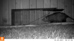 Video of opossum trapping in a study of use of oral flea preventive to control Rickettsia typhi–infected fleas on reservoir opossums, Galveston, Texas, USA, 2023–2024. A cage trap is set over a white towel and baited with canned cat food mixed with a crushed 270-mg spinosad flea control tablet (Elanco, https://farmanimal.elanco.com). As the opossum enters the trap and walks toward the bowl of spinosad-impregnated food, it steps on the trap’s trigger plate, which actuates the closing of the trap door. In this particular trapping, the first of these experiments, the food bowl is almost tipped over by the startled opossum. Subsequent experiments used a commercially available cat food bowl to avoid easily tipping over the food contents.