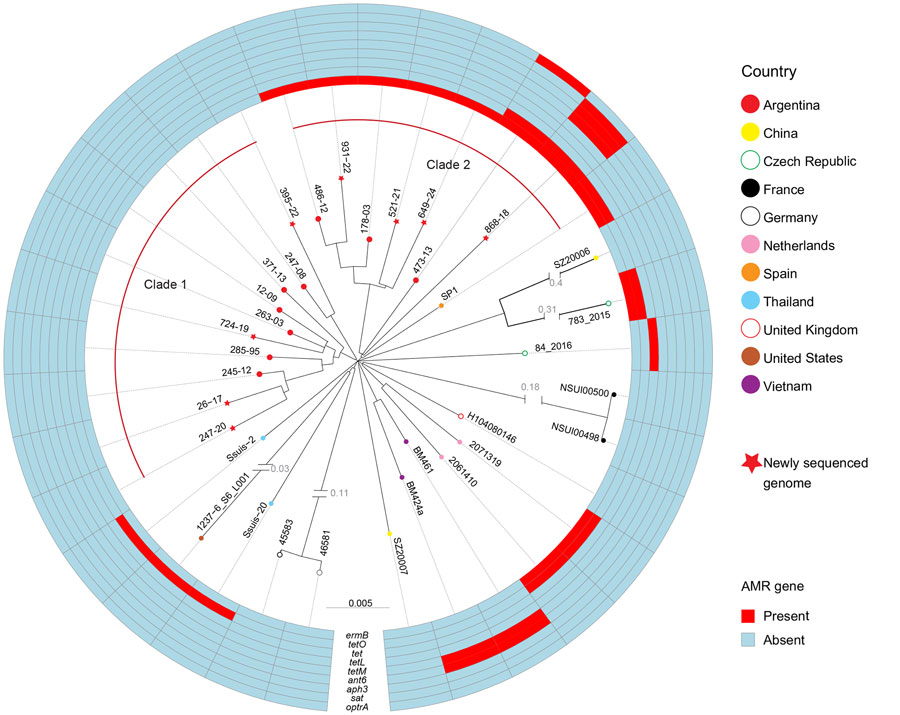 Phylogenetic relationships and AMR gene profiles of isolates in a study of human Streptococcus suis infections, South America, 1995–2024. Tree shows relationships among sequence type (ST) 1 serotype 2 S. suis isolates from human disease in Argentina and selected ST1 serotype 2 isolates from other countries. The maximum-likelihood phylogenetic tree was constructed by using 5,504 bp nonredundant core-genome single-nucleotide polymorphism loci identified relative to the genome sequence of ST1 serotype 2 reference strain P1/7 (not included in the depiction). The tree delineates 2 distinct clades from Argentina that differ in core-genome single-nucleotide polymorphisms and on AMR gene content. One isolate from a human infection in Spain clusters tightly within clade 2 from Argentina, but the rest of the isolates, all from outside South America, are more distantly related genetically to either clade from Argentina. AMR genes in the isolate genomes are represented in the outer rings. AMR, antimicrobial resistance.