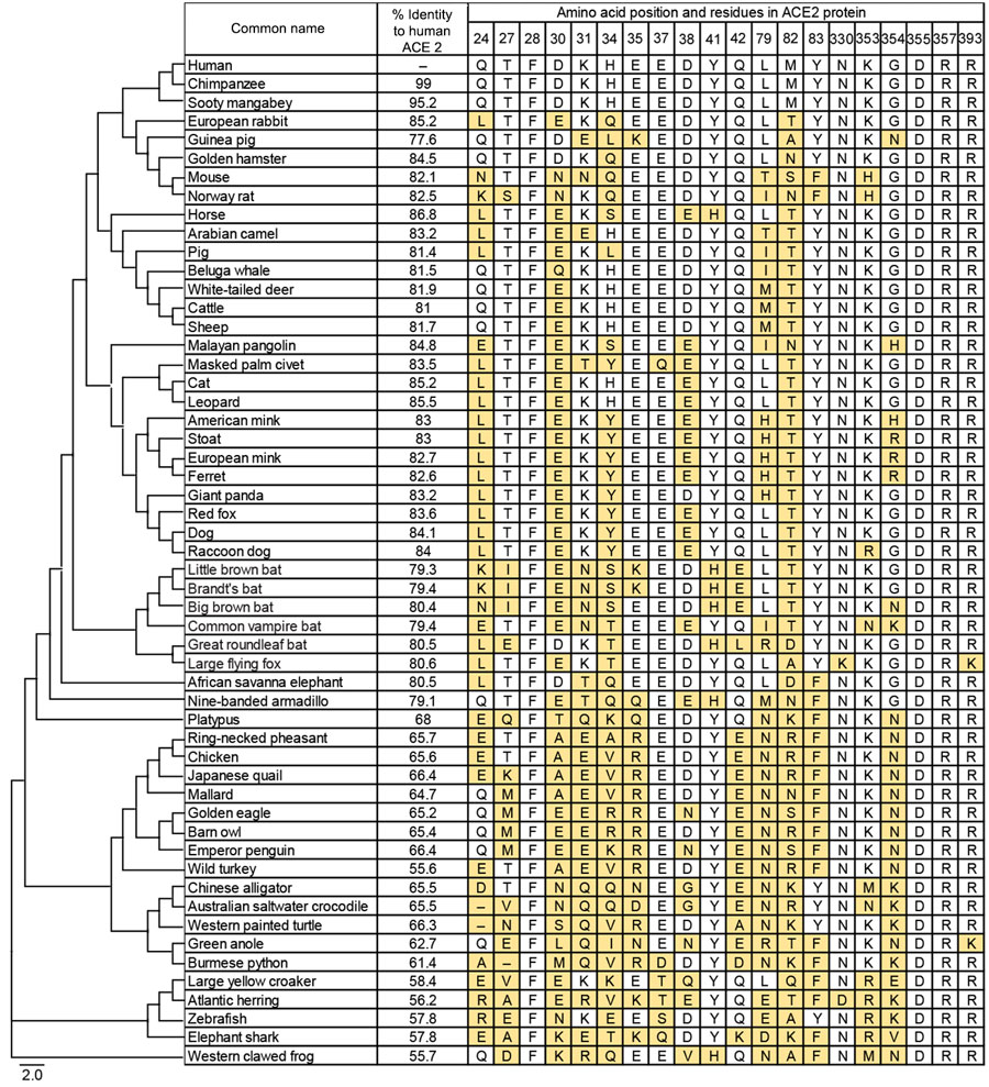 Sequence comparison of ACE2 proteins among 54 animal species with phylogenetic tree of ACE2 proteins in study of ACE2 receptor usage across animal species by SARS-CoV-2 variants. Protein sequence of ACE2 from various species are aligned at residues in the SARS-CoV-2 spike protein binding interface. Percent identity to human ACE2 was calculated by pairwise alignment of individual ACE2s to human ACE2. Residues differing from human ACE2 residues are highlighted in yellow. Scale bar indicates the number of amino acid substitutions based on ACE2 protein sequences. ACE2, angiotensin-converting enzyme 2.
