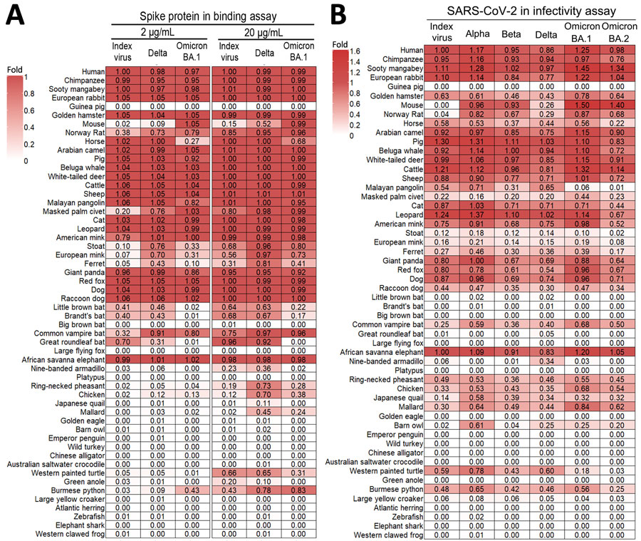 Heatmaps showing the binding strength of spike proteins (A) and infectivity of SARS-CoV-2 variants (B) to cells expressing ACE2 proteins from 54 animal species in study of ACE2 receptor usage across animal species by SARS-CoV-2 variants. The binding of the spike proteins to ACE2 was normalized to the reference group of index (wild-type) virus spike protein and human ACE2 cells (defined as 1) for both 2 µg/mL and 20 µg/mL spike protein concentrations. The representative data from 3 independent experiments are shown. The infectivity of SARS-CoV-2 reporter viruses was also normalized to the reference group of index virus and human ACE2 cells (defined as 1). The ratios, relative to the index virus and human ACE2 cells, are displayed as colors ranging from white to red. The experiment was performed in triplicate and the average was used in the heatmap. ACE2, angiotensin-converting enzyme 2.