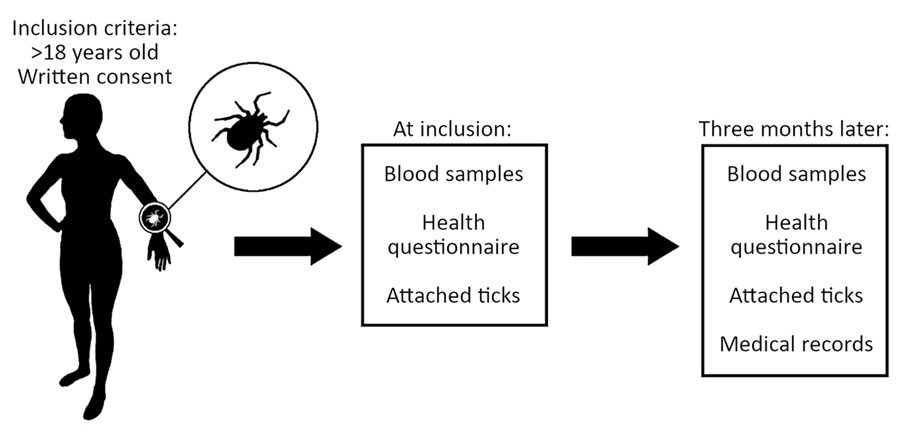 Schematic overview of the Tick-Borne Diseases STING study during 2008–2009 in Sweden and Finland (6), in which tick-bitten persons >18 years of age gave written informed consent to participate, submitted removed tick(s), provided a blood sample, and completed a questionnaire. At a follow-up visit 3 months later, they provided a second blood sample and completed a second questionnaire. Any additional tick(s) found attached during the study period were also submitted and available medical records were reviewed.