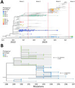 Hemagglutinin-specific phylogenetic analysis of clade 2.3.4.4b detections from a study of highly pathogenic avian influenza A(H5N1) in wild birds and a human, British Columbia, Canada, 2024. Data based on detections during September 2021–November 2024 contextualized by sequences from other parts of North and South America. Trees are rooted on the A/goose/Guangdong/1/96 (H5) reference sequence. A) Detections of all genotypes plotted on the basis of specimen collection date. B) Genotype A3 and D1.1 detections plotted on the basis of divergence.