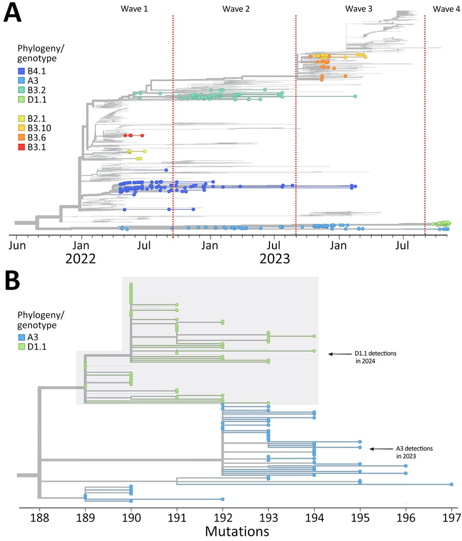 Hemagglutinin-specific phylogenetic analysis of clade 2.3.4.4b detections from a study of highly pathogenic avian influenza A(H5N1) in wild birds and a human, British Columbia, Canada, 2024. Data based on detections during September 2021–November 2024 contextualized by sequences from other parts of North and South America. Trees are rooted on the A/goose/Guangdong/1/96 (H5) reference sequence. A) Detections of all genotypes plotted on the basis of specimen collection date. B) Genotype A3 and D1.1 detections plotted on the basis of divergence.