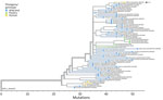Phylogenetic analysis of concatenated full genome sequences of clade 2.3.4.4b genotype D1.1 detections in wild birds, poultry, and a human from a study of highly pathogenic avian influenza A(H5N1) in wild birds and a human (arrow), British Columbia, Canada, 2024. Data drawn from detections during October 3–November 8, 2024. Tree is plotted based on divergence and rooted to a composite D1.1 reference sequence assembled from D1.1 segments obtained from the GenoFLU Version 1.0.5 database (https://github.com/USDA-VS/GenoFLU/).