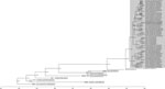 Phylogenetic relationships and possible origins of the neuraminidase (NA) segment (Am4N1) of the clade 2.3.4.4b D1.1 genotype detected in fall 2024 as part of a study of highly pathogenic avian influenza A(H5N1) in wild birds and a human, British Columbia, Canada, 2024. The maximum clade credibility tree was inferred by using BEAST v2.7.7 (6), incorporating NA gene sequences from D1.1 viruses and closely related sequences from wild birds detected in British Columbia and National Center for Biotechnology Information databases. Analysis used an uncorrelated relaxed log-normal clock, the Hasegawa-Kishino-Yano substitution model without gamma rate heterogeneity, and a coalescent Bayesian skyline tree prior. The posterior distribution was approximated using 100 million Markov chain Monte Carlo steps, sampled every 10,000 steps, with a 10% burn-in. All NA segments were identified as Am4N1 by GenoFLU except those indicated with a black dot on the tree tip label (⦿); non-Am4N1 sequences were classified as unassigned. Shaded box indicates NA segments from D1.1 and D1.2 H5N1 viruses. D1.2 samples are bolded and italicized. Node support values and branch lengths indicate the evolutionary divergence and probable reassortment timeframes leading to the emergence of the Am4N1 NA segment in the D1.1 genotype.