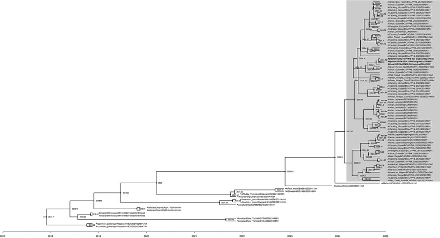 Phylogenetic relationships and possible origins of the neuraminidase (NA) segment (Am4N1) of the clade 2.3.4.4b D1.1 genotype detected in fall 2024 as part of a study of highly pathogenic avian influenza A(H5N1) in wild birds and a human, British Columbia, Canada, 2024. The maximum clade credibility tree was inferred by using BEAST v2.7.7 (6), incorporating NA gene sequences from D1.1 viruses and closely related sequences from wild birds detected in British Columbia and National Center for Biotechnology Information databases. Analysis used an uncorrelated relaxed log-normal clock, the Hasegawa-Kishino-Yano substitution model without gamma rate heterogeneity, and a coalescent Bayesian skyline tree prior. The posterior distribution was approximated using 100 million Markov chain Monte Carlo steps, sampled every 10,000 steps, with a 10% burn-in. All NA segments were identified as Am4N1 by GenoFLU except those indicated with a black dot on the tree tip label (⦿); non-Am4N1 sequences were classified as unassigned. Shaded box indicates NA segments from D1.1 and D1.2 H5N1 viruses. D1.2 samples are bolded and italicized. Node support values and branch lengths indicate the evolutionary divergence and probable reassortment timeframes leading to the emergence of the Am4N1 NA segment in the D1.1 genotype.