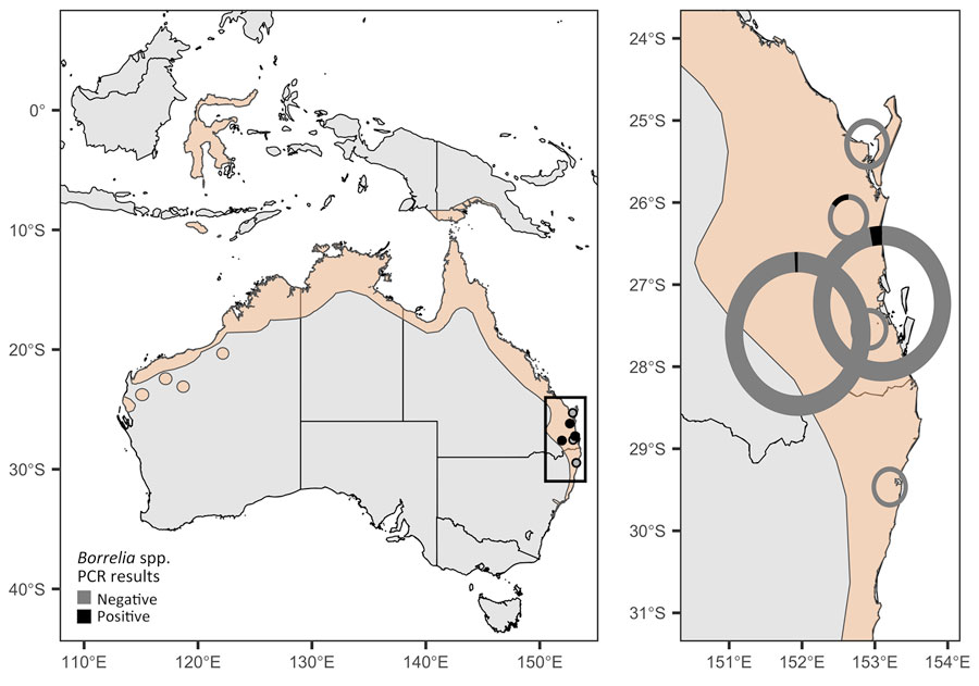 Sampling sites in eastern Australia (Queensland and New South Wales) of Borrelia lineages adjacent to zoonotic clades in black flying foxes (Pteropus alecto), Australia, 2018–2020. P. alecto geographic distribution (beige shading) is shown as defined by the International Union for Conservation of Nature. Circles are colored by the presence or absence of Borrelia spp. infections detected in blood samples from bats at each site. Black box at left indicates area enlarged at right, showing donut plots with the fraction of PCR-positive samples in black; circles are scaled by sample size.