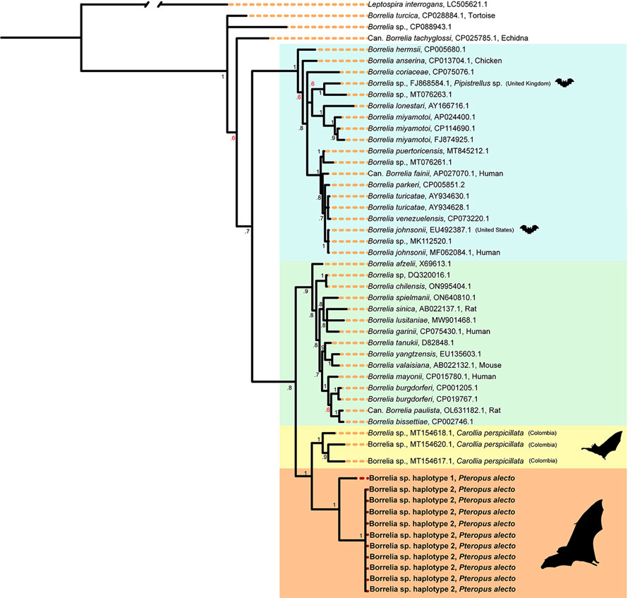 Bayesian phylogenetic tree of flaB gene in a study of Borrelia lineages adjacent to zoonotic clades in black flying foxes (Pteropus alecto), Australia, 2018–2020. The tree displays evolutionary relationships between Borrelia spp. and Borrelia lineages from black flying foxes. The tree was constructed by using a general time reversible with a proportion of invariable sites and gamma distribution substitution model and 10 million Markov chain Monte Carlo generations. Colors represent major Borrelia groups and clades of interest: blue, relapsing fever group; green, Borrelia burgdorferi sensu lato complex; yellow, Borrelia spp. from Macaregua Cave, Colombia; light orange, new Borrelia haplotypes from black flying foxes in Australia. Red node text represents posterior probabilities <0.70. Host associations are noted when GenBank lineages were isolated from vertebrates, barring experimental infections. GenBank accession numbers are provided. Lineages associated with bats or bat ticks are marked with a bat graphic (sourced from Noun Project, https://thenounproject.com).