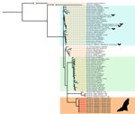 Bayesian phylogenetic tree 16S rRNA gene in a study of Borrelia lineages adjacent to zoonotic clades in black flying foxes (Pteropus alecto), Australia, 2018–2020. The tree displays evolutionary relationships between Borrelia spp. and Borrelia lineages from black flying foxes. The tree was constructed by using a general time reversible with a proportion of invariable sites and gamma distribution substitution model and 10 million Markov chain Monte Carlo generations. Colors represent major Borrelia groups and clades of interest: blue, relapsing fever group; green, Borrelia burgdorferi sensu lato complex; light orange, new Borrelia haplotypes from black flying foxes in Australia. Red node text represents posterior probabilities <0.70. Host associations are noted when GenBank lineages were isolated from vertebrates, barring experimental infections. GenBank accession numbers are provided. Lineages associated with bats or bat ticks are marked with a bat graphic (sourced from Noun Project, https://thenounproject.com).