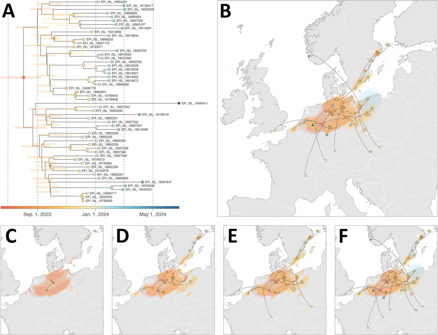 Continuous phylogeographic analysis from study of genesis and spread of novel highly pathogenic avian influenza A(H5N1) clade 2.3.4.4b virus genotype EA-2023-DG reassortant, western Europe. A) Time-scaled maximum clade credibility treeretrieved and annotated from the continuous phylogeographic inference based on analysis of 54 publicly available complete EA-2023-DG genomes and associated sampling metadata from GISAID EpiFlu (http://www.gisaid.org). The tree shows horizontal shaded bars reflecting the 95% highest posterior density (HPD) associated with each internal node age estimate. The tree and HPD estimates are based on 1,000 trees sampled from the posterior distribution of trees and are colored according to time of occurrence; internal nodes are displayed as dots and tip nodes are displayed as squares. Dotted vertical lines correspond to 2-month intervals beginning July 1, 2023. B–F) Phylogeographic reconstruction of EA-2023-DG viral lineages across western Europe. We mapped the MCC tree and 80% HPD regions reflecting the uncertainty related to the Bayesian phylogeographic inference as of June 25, 2024 (B), and for other time points: C) September 1, 2023; D) November 1, 2023; E) January 1, 2024; and F) June 25, 2024. On the maps, the dispersal direction of viral lineages is indicated by the edge curvature in a counterclockwise direction.