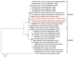 Phylogenetic tree showing NiV detection in Pteropus hypomelanus bats in Central Java, Indonesia. Tree illustrates evolutionary relationship of NiV isolates from Pteropus hypomelanus bats collected from animal markets in Central Java, Indonesia (specimen codes MGL-K004 and MGL-K007; red font) with strains from Southeast and South Asia (GenBank accession nos., host, and country of isolation indicated). Labels at right illustrates the 2 main genotypes of NiV. Hendra virus was used as an outgroup. The tree was constructed from 400-bp nucleocapsid gene sequences by using the maximum-likelihood algorithm performed in MEGA 11 software (http://www.megasoftware.net). Numbers to the left of the nodes are bootstrap percentages (1,000 replications). Scale bar indicates nucleotide substitutions per site. NiV, Nipah virus; NiV-BD, Bangladesh genotype; NiV-MY, Malaysia genotype.