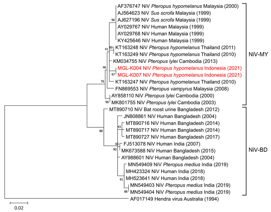 Phylogenetic tree showing NiV detection in Pteropus hypomelanus bats in Central Java, Indonesia. Tree illustrates evolutionary relationship of NiV isolates from Pteropus hypomelanus bats collected from animal markets in Central Java, Indonesia (specimen codes MGL-K004 and MGL-K007; red font) with strains from Southeast and South Asia (GenBank accession nos., host, and country of isolation indicated). Labels at right illustrates the 2 main genotypes of NiV. Hendra virus was used as an outgroup. The tree was constructed from 400-bp nucleocapsid gene sequences by using the maximum-likelihood algorithm performed in MEGA 11 software (http://www.megasoftware.net). Numbers to the left of the nodes are bootstrap percentages (1,000 replications). Scale bar indicates nucleotide substitutions per site. NiV, Nipah virus; NiV-BD, Bangladesh genotype; NiV-MY, Malaysia genotype.