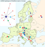 Distribution map of emerging Dirofilaria repens haplotypes (n = 13) in Europe, including samples from Estonia, 2023. Haplotypes were derived from the median joining network analysis (left), illustrating relationships of D. repens isolates (n = 39) from Estonia and other countries. We established relationships on the basis of partial mtDNA cox1 gene sequence variation (570 bp). The circled number is the haplotype identification number. Red circles represent haplotypes with unique sequences. Haplotypes represented by >2 are in different colors. Each crossed bar equates to a single-nucleotide polymorphism differentiating the haplotypes. Of note, the human isolate In2 from Estonia has a unique haplotype 1, which is closely related to the central haplotype 2, reported previously in D. repens isolates from humans, dogs, and mosquitoes in various countries (Appendix Table 2). mtDNA, mitochondrial DNA.