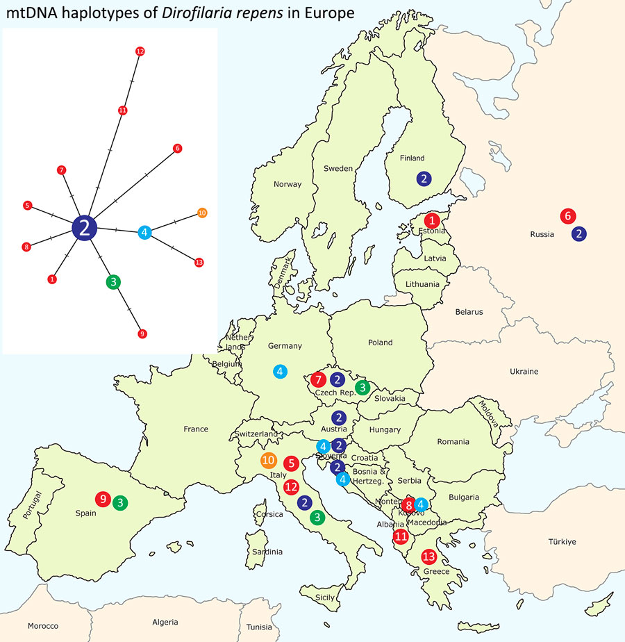 Distribution map of emerging Dirofilaria repens haplotypes (n = 13) in Europe, including samples from Estonia, 2023. Haplotypes were derived from the median joining network analysis (left), illustrating relationships of D. repens isolates (n = 39) from Estonia and other countries. We established relationships on the basis of partial mtDNA cox1 gene sequence variation (570 bp). The circled number is the haplotype identification number. Red circles represent haplotypes with unique sequences. Haplotypes represented by >2 are in different colors. Each crossed bar equates to a single-nucleotide polymorphism differentiating the haplotypes. Of note, the human isolate In2 from Estonia has a unique haplotype 1, which is closely related to the central haplotype 2, reported previously in D. repens isolates from humans, dogs, and mosquitoes in various countries (Appendix Table 2). mtDNA, mitochondrial DNA.