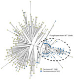 Phylogenetic analysis of Candida tropicalis isolates in study of emerging 5-FC–resistant clade, the Netherlands. Maximum parsimony tree of 250 C. tropicalis isolates was constructed. Colors indicate the number of isolates per flucytosine interpretive category. Isolates with a MIC of <0.5 mg/L were classified as WT and >0.5mg/L as non-WT. WT, wild-type.