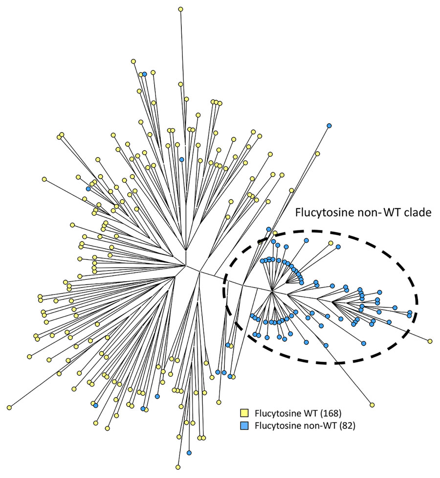Phylogenetic analysis of Candida tropicalis isolates in study of emerging 5-FC–resistant clade, the Netherlands. Maximum parsimony tree of 250 C. tropicalis isolates was constructed. Colors indicate the number of isolates per flucytosine interpretive category. Isolates with a MIC of <0.5 mg/L were classified as WT and >0.5mg/L as non-WT. WT, wild-type.