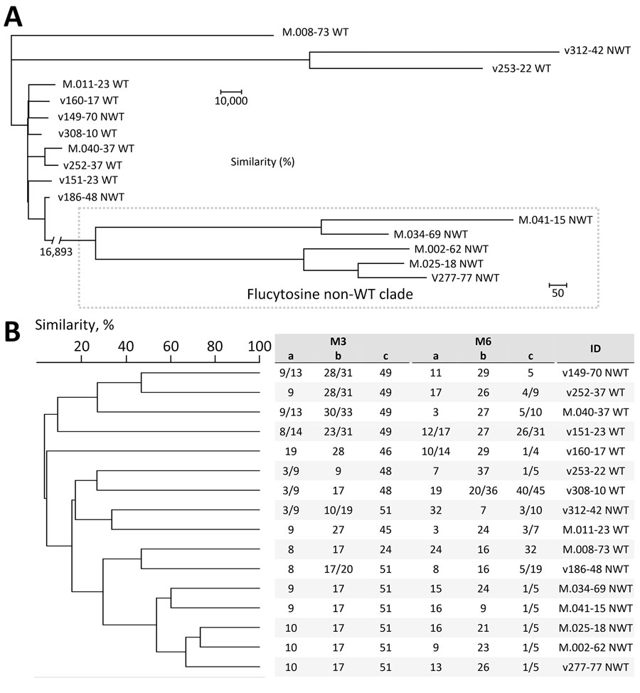 Phylogenetic comparison of relatedness of 16 Candida tropicalis isolates in study of flucytosine-resistant C. tropicalis clade, the Netherlands. A) Tree was constructed by using SNPs identified by whole-genome sequencing. Number on left side below tree indicates number of SNPs for that branch. Scale bars indicate number of SNPs. B) Similarities were determined by short tandem repeat genotyping. M3 and M6 a, b, and c indicate the PCR panel used for genotyping (20). Numbers under each PCR panel indicate copy numbers of short tandem repeats for that specific locus. Single numbers indicate homozygous copy numbers; 2 numbers separated by slash indicate heterozygous copy numbers. Flucytosine interpretive category is indicated after the isolate identification number; a MIC of <0.5 mg/L was classified as WT and >0.5 mg/L as non-WT. ID, identification; NWT, non–wild-type; SNP, single-nucleotide polymorphism; WT, wild-type.
