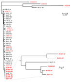 Phylogenetic analysis of global collection of Candida tropicalis isolates and 16 isolates from the Netherlands in study of flucytosine-resistant clade. Tree was constructed to compare SNPs. MLST numbers at branch tips correspond to clades. Bold font indicates isolates were flucytosine non–wild-type; red font indicates isolates originating in the Netherlands. Zoomed-in part of tree indicates the five 5-FC non-WT isolates from the Netherlands most closely related to C. tropicalis MSLT 15. Scale bars indicate number of SNPs. MLST, multilocus sequence typing; SNP, single-nucleotide polymorphism.