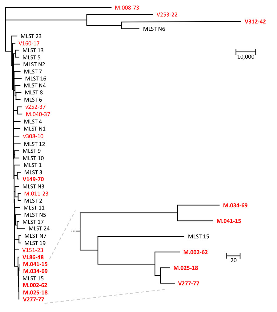 Phylogenetic analysis of global collection of Candida tropicalis isolates and 16 isolates from the Netherlands in study of flucytosine-resistant clade. Tree was constructed to compare SNPs. MLST numbers at branch tips correspond to clades. Bold font indicates isolates were flucytosine non–wild-type; red font indicates isolates originating in the Netherlands. Zoomed-in part of tree indicates the five 5-FC non-WT isolates from the Netherlands most closely related to C. tropicalis MSLT 15. Scale bars indicate number of SNPs. MLST, multilocus sequence typing; SNP, single-nucleotide polymorphism.