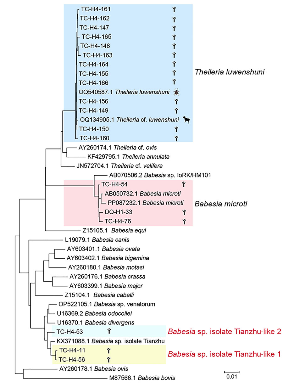 Phylogenetic analysis of 18s rRNA (1,600-bp) gene sequences of Theileria and Babesia spp. isolates in study of piroplasmorida in humans, southwest China, May 2017–June 2020. Colored shading represents groups of isolates by strain. Scale bar represents 0.01 substitutions per site.