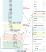 Phylogenetic analysis of 18s rRNA (1,600-bp) gene sequences of Theileria and Babesia spp. isolates in study of piroplasmorida in humans, southwest China, May 2017–June 2020. Tree on the left highlights the sequences of novel variants/strains (accession nos. PQ722834–6, PQ722839–82). Tree on the right shows classification and distribution of all detected organisms across various hosts and vectors. Colored shading represents groups of isolates by strain. Dotted lines indicate the correspondence between different organisms, illustrating their ecologic and evolutionary connections. Left scale bar represents 0.01 substitutions per site; right scale bar represents 0.02 substitutions per site. 