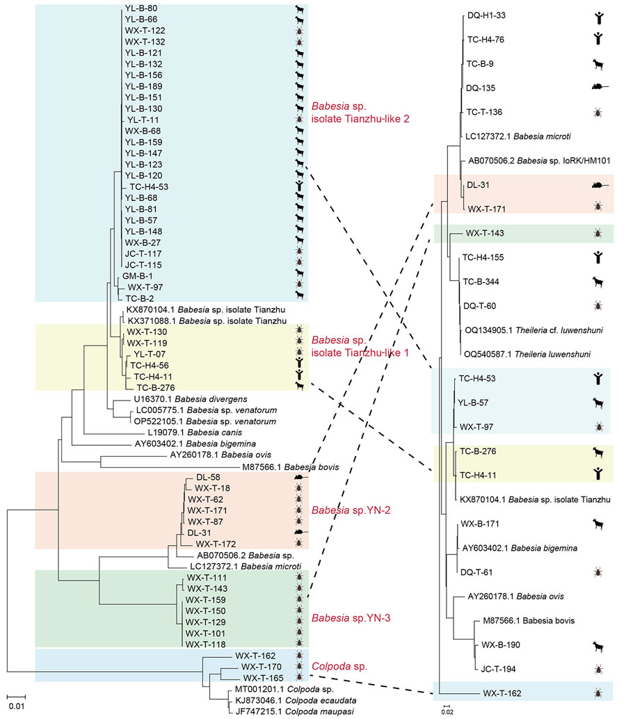 Phylogenetic analysis of 18s rRNA (1,600-bp) gene sequences of Theileria and Babesia spp. isolates in study of piroplasmorida in humans, southwest China, May 2017–June 2020. Tree on the left highlights the sequences of novel variants/strains (accession nos. PQ722834–6, PQ722839–82). Tree on the right shows classification and distribution of all detected organisms across various hosts and vectors. Colored shading represents groups of isolates by strain. Dotted lines indicate the correspondence between different organisms, illustrating their ecologic and evolutionary connections. Left scale bar represents 0.01 substitutions per site; right scale bar represents 0.02 substitutions per site.