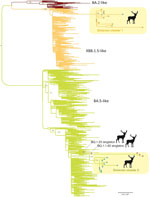 Maximum-likelihood tree inferred for the complete genome sequences of 31 SARS-CoV-2 viruses collected from white-tailed deer and a random subsample of 1,000 SARS-CoV-2 viruses collected from humans from northeast Ohio, November 1, 2022–March 30, 2023. Branches are shaded according to 3 categories of Omicron viruses: red, BA.2-like; orange, XBB.1.5-like; and green, BA.5-like. Circles at tips indicate the deer viruses and are shaded according to region: orange, R1; pink, R5; and blue, R9. Two deer clusters (Omicron cluster 1 and 2) are labeled, along with the 2 single deer singleton viruses. All branch lengths are drawn to scale and bootstrap values are provided for key nodes. Scale bar represents substitutions per site.