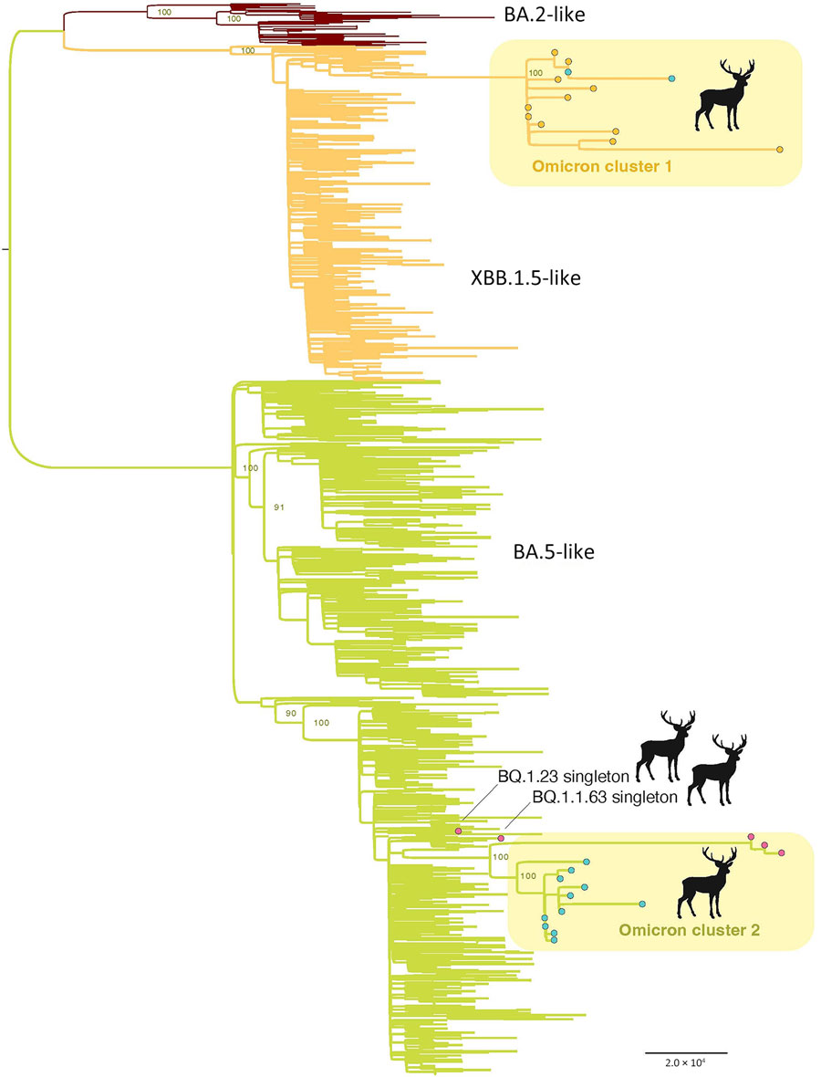 Maximum-likelihood tree inferred for the complete genome sequences of 31 SARS-CoV-2 viruses collected from white-tailed deer and a random subsample of 1,000 SARS-CoV-2 viruses collected from humans from northeast Ohio, November 1, 2022–March 30, 2023. Branches are shaded according to 3 categories of Omicron viruses: red, BA.2-like; orange, XBB.1.5-like; and green, BA.5-like. Circles at tips indicate the deer viruses and are shaded according to region: orange, R1; pink, R5; and blue, R9. Two deer clusters (Omicron cluster 1 and 2) are labeled, along with the 2 single deer singleton viruses. All branch lengths are drawn to scale and bootstrap values are provided for key nodes. Scale bar represents substitutions per site.
