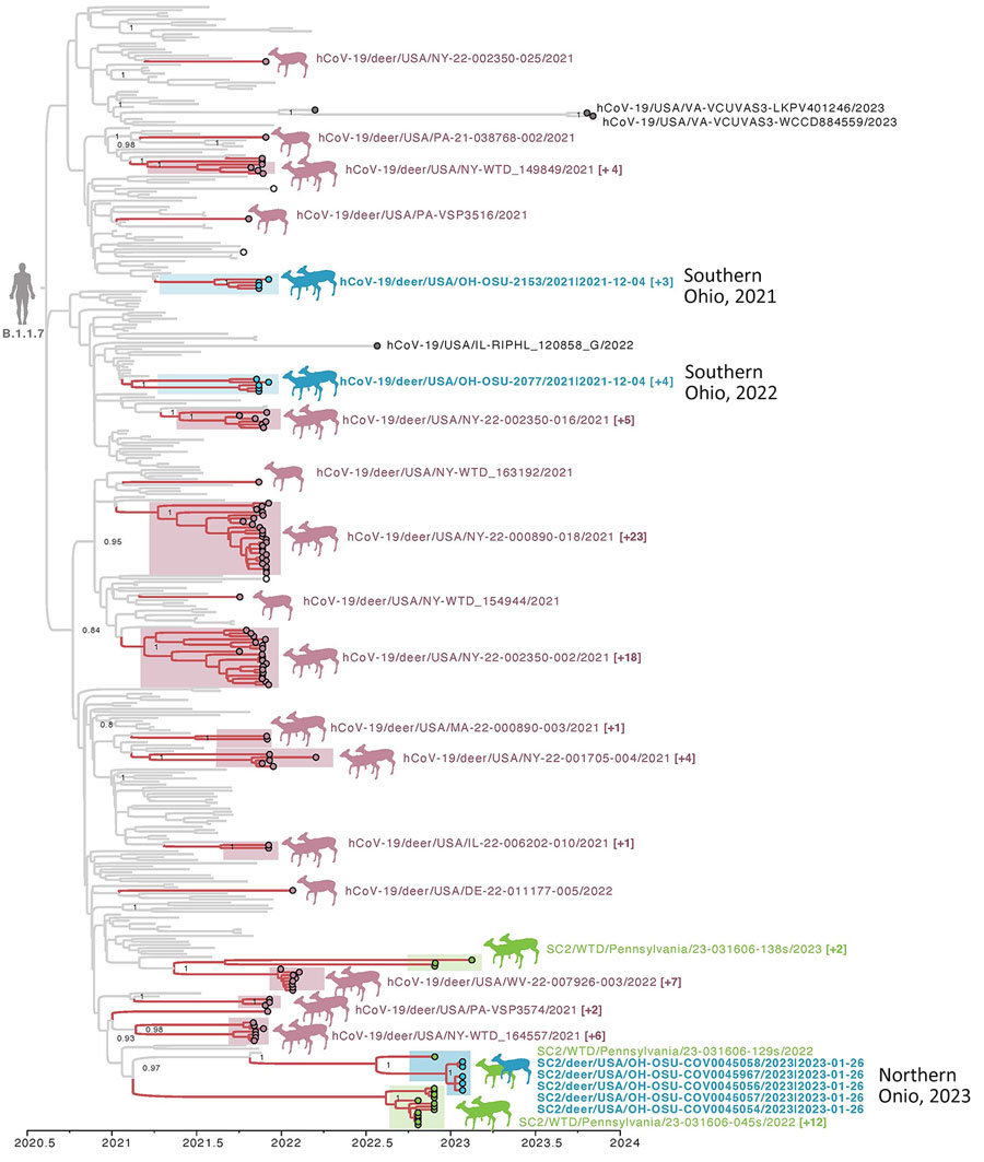 Time-scaled maximum clade credibility tree of the Alpha variant of SARS-CoV-2 viruses circulating in WTD in northeast Ohio, USA. The tree was inferred by using a host-specific local clock for the complete genome sequences of 362 SARS-CoV-2 clade B.1.1.7 viruses sampled December 29, 2020–November 3, 2023. Branches are shaded by host: gray, human or mink; pink, WTD. Circles at tips are shaded by location and source: blue, WTD from Ohio; green, WTD from Pennsylvania (2022–2023); pink, WTD from other states (or Pennsylvania in 2021); white, mink (Lithuania and Poland); and gray, human (2022–2023). Deer transmission clusters are shaded similarly and indicated by paired deer illustrations. Single-deer illustrations indicate singleton introductions into WTD. Singleton WTD viruses are labeled, and a representative virus is provided for each WTD transmission cluster, with the number of additional viruses in the cluster in parentheses. Posterior probabilities are provided for key nodes. WTD, white-tailed deer.