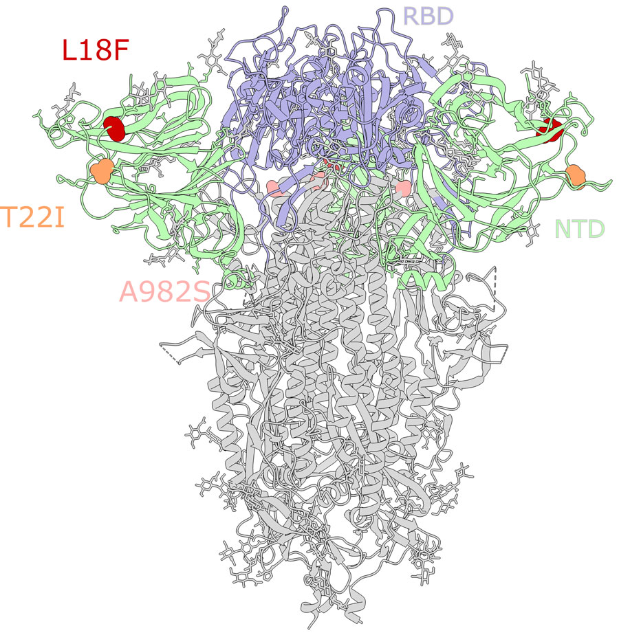 Mutations in the spike glycoprotein of SARS-CoV-2 viruses circulating in white-tailed deer in northeast Ohio, USA. SARS-CoV-2 spike glycoprotein structure obtained from the Protein Data Base (identification no. 7jji; https://www.rcsb.org). RBD and NTD are labeled. Circles indicate the location of mutations in the SARS-CoV-2 clade B.1.1.7 viruses collected from white-tailed deer in Ohio and other US states: red, L18F; orange, T22I; pink, A982S. Mutation S12F (located in NTD) is not shown because it is located at the flexible N-terminus for, which a 3D structure is not available. NTD, N-terminal domain; RBD, receptor-binding domain.