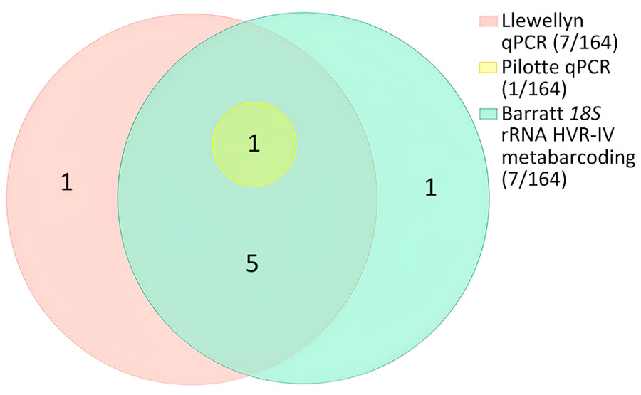 Euler diagram showing the performance of 2 qPCRs (20,21) and 18S rRNA HVR-IV metabarcoding (16) for the detection of Strongyloides spp. in 164 infant fecal samples from Papua New Guinea. Values in parentheses are no. positive samples/total no. tested. HVR, hypervariable region; qPCR, quantitative PCR.