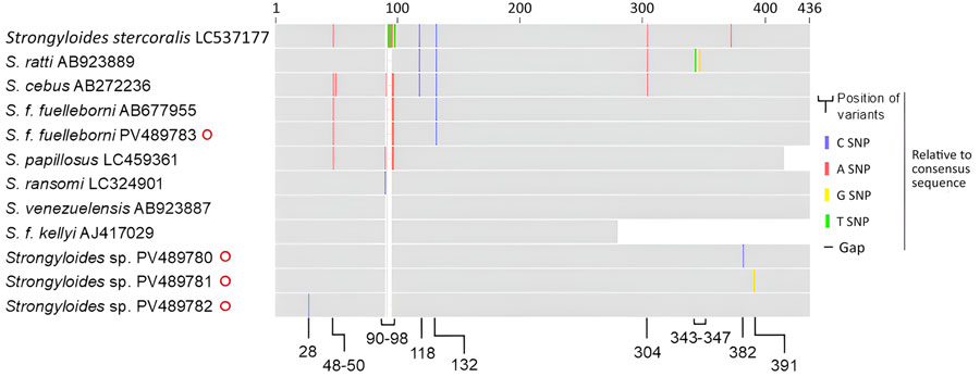 Schematic of MUSCLE-aligned (https://github.com/rcedgar/muscle) Strongyloides sp. 18S rRNA HVR-I sequences from study on infant strongyloidiasis, Papua New Guinea. Sequences obtained are marked with red circles. Previously published sequences are annotated with their GenBank accession numbers. S. f. fuelleborni, S. fuelleborni subsp. fuelleborni; S. f. kellyi, S. fuelleborni subsp. kellyi.