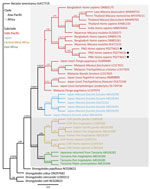 Phylogenetic tree of Strongyloides fuelleborni subsp. fuelleborni on the basis of cox1 sequences from study on infant strongyloidiasis in Papua New Guinea. Bayesian posterior probability and maximum-likelihood bootstrap support percentages (1,000 replicates) are indicated at the nodes. Black dots indicate sequences obtained in this study. Previously published sequences are annotated with their country of origin, host species, and GenBank accession numbers. Clades and subclades of S. fuelleborni subsp. fuelleborni are color-coded on the basis of geographic regions. Scale bar indicates number of substitutions per site. –, no statistics are available; CAR, Central African Republic; PNG, Papua New Guinea.