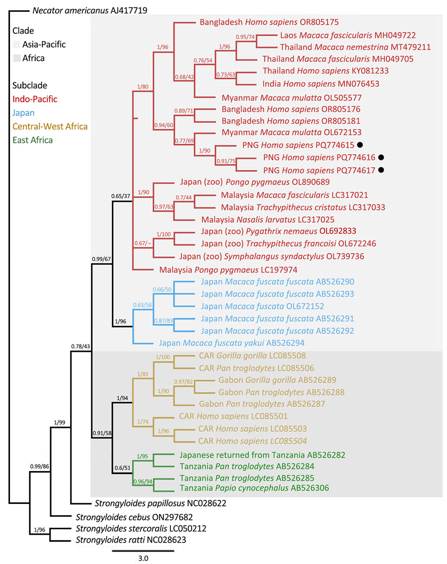 Phylogenetic tree of Strongyloides fuelleborni subsp. fuelleborni on the basis of cox1 sequences from study on infant strongyloidiasis in Papua New Guinea. Bayesian posterior probability and maximum-likelihood bootstrap support percentages (1,000 replicates) are indicated at the nodes. Black dots indicate sequences obtained in this study. Previously published sequences are annotated with their country of origin, host species, and GenBank accession numbers. Clades and subclades of S. fuelleborni subsp. fuelleborni are color-coded on the basis of geographic regions. Scale bar indicates number of substitutions per site. –, no statistics are available; CAR, Central African Republic; PNG, Papua New Guinea.