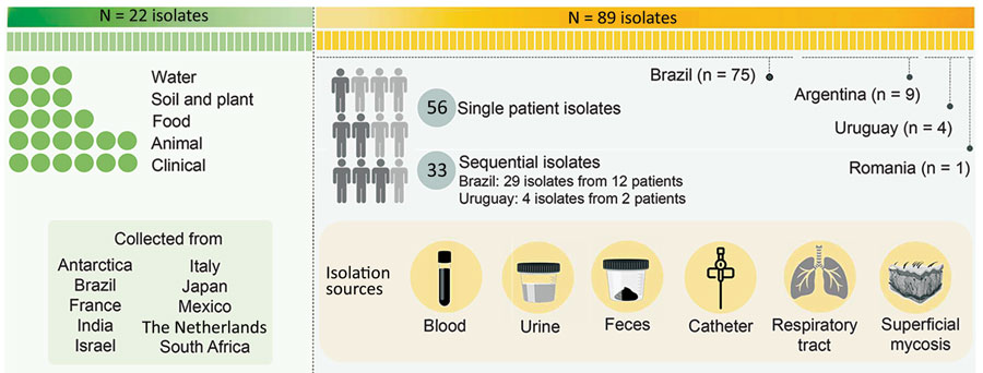 Graphical representation of 111 isolates evaluated in a study of multiple nosocomial Trichosporon asahii transmission events, South America. Reference strains are from CBS culture collection (https://wi.knaw.nl/fungal_table) hosted by the Westerdijk Fungal Biodiversity Institute.