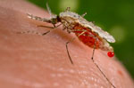 Female Anopheles stephensi mosquito. Photograph by Jim Gathany, from the Centers for Disease Control and Prevention Public Health Image Library.