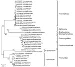 Phylogenetic tree for Dioctophyme renale roundworm showing a sequence from a patient with gastric submucosal tumor (black triangle), South Korea, 2024. Phylogenetic tree was based on the targeted 974-bp PCR amplicon sequence of D. renale from small subunit rRNA gene (18s RNA gene) sequences retrieved from GenBank (accession numbers shown). CLUSTAL X (http://www.clustal.org/clustal2) was used to construct phylogenetic tree by using neighbor-joining with 1,000 bootstrap replicates. We compared the D. renale sequence from our case with other roundworm sequences, and it aligned with 100% homology to D. renale. Scale bar indicates number of nucleotide substitutions per site.