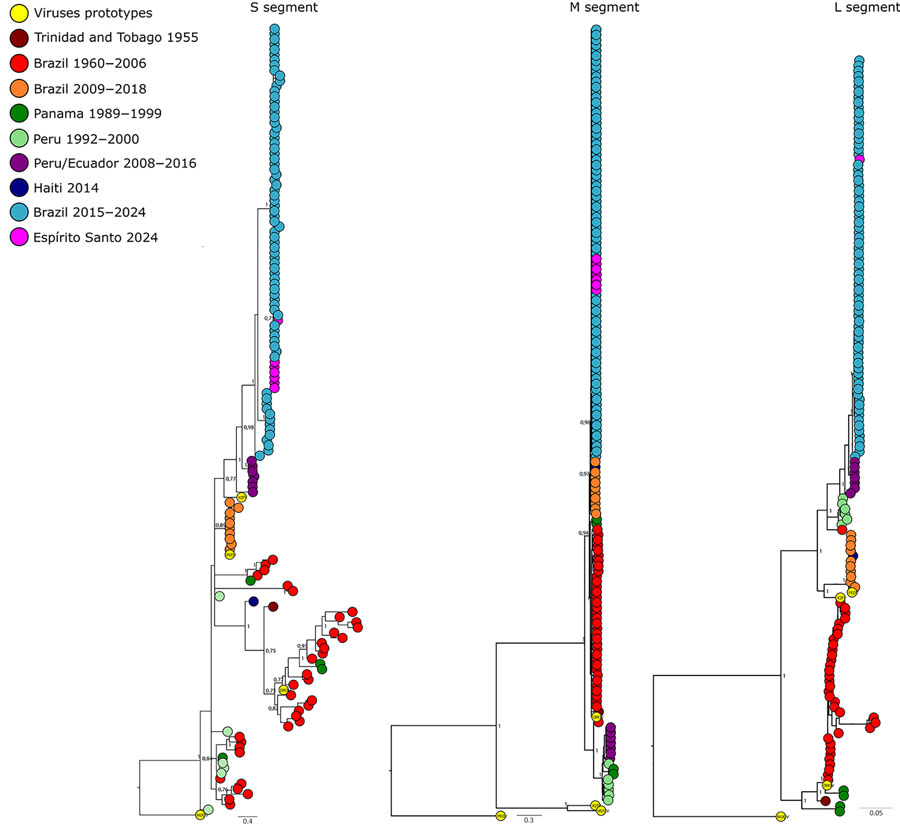 Bayesian phylogenetic trees created from analysis of Oropouche virus segments associated with the reassortant lineage M1L2S2 in Espírito Santo, Brazil, and reference sequences. Each tree includes a representative subsample of genomes from the epidemic clade (highlighted); tip colors indicate sampling locations. Branch support values are shown for the main clades. Scale bars indicate the number of nucleotide substitutions per site. S, small; M, medium; L, long. 