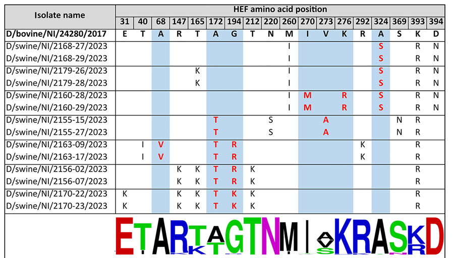 Amino acid substitutions in swine-origin influenza D virus HEF protein relative to bovine-origin influenza D virus, Northern Ireland. Changes relative to the bovine-origin sequence are displayed. Amino acid numbering is according to Song et al. (6). Substitutions occurring at the receptor-binding site and esterase are highlighted with red text on a blue background. Sequence conservation at each position is indicated by logo generated at WebLogo (https://weblogo.berkeley.edu/logo.cgi) (bottom) on the basis of alignment of 169 influenza D virus sequences. HEF, hemagglutinin-esterase fusion; NI, Northern Ireland.